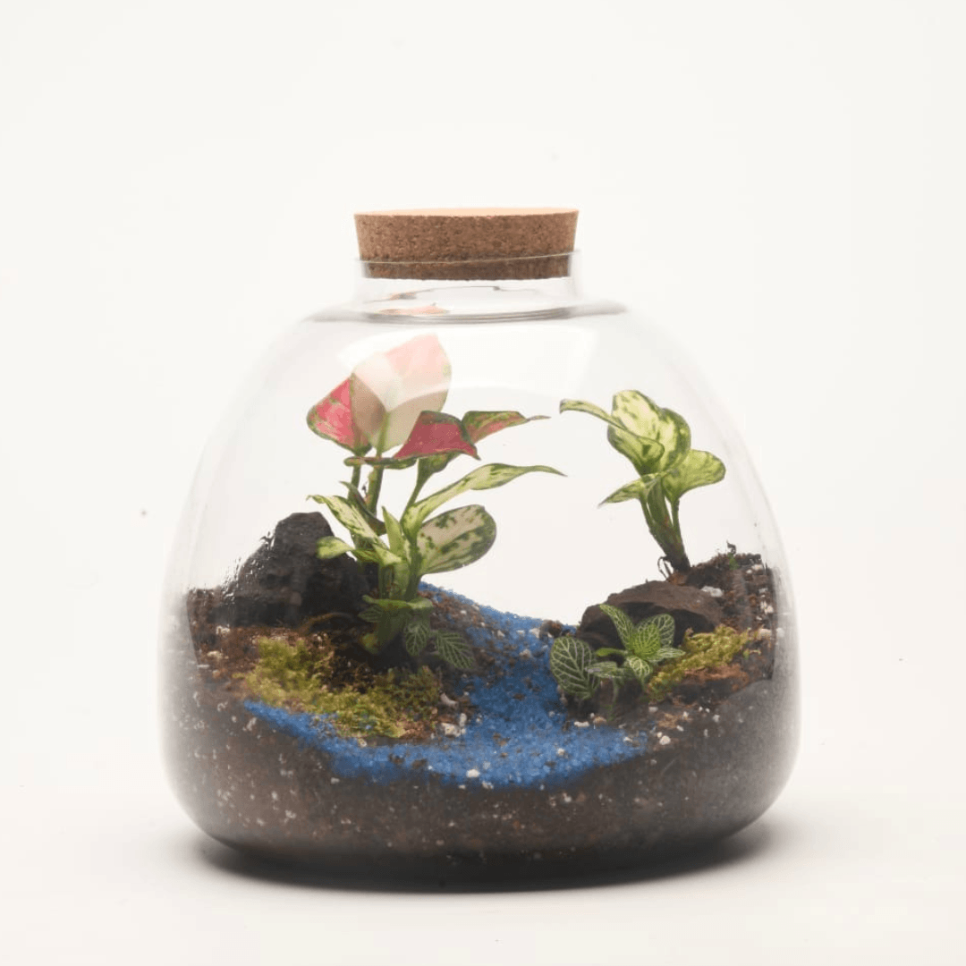 10" Terrabloom Closed Terrarium