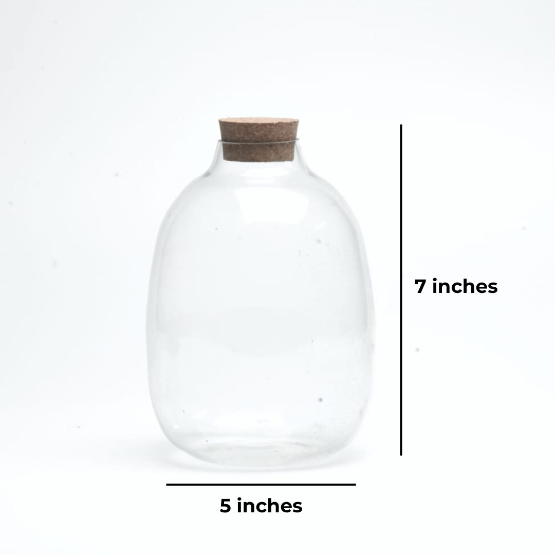 7" Oakley Closed Terrarium Glass Jar - Image 2