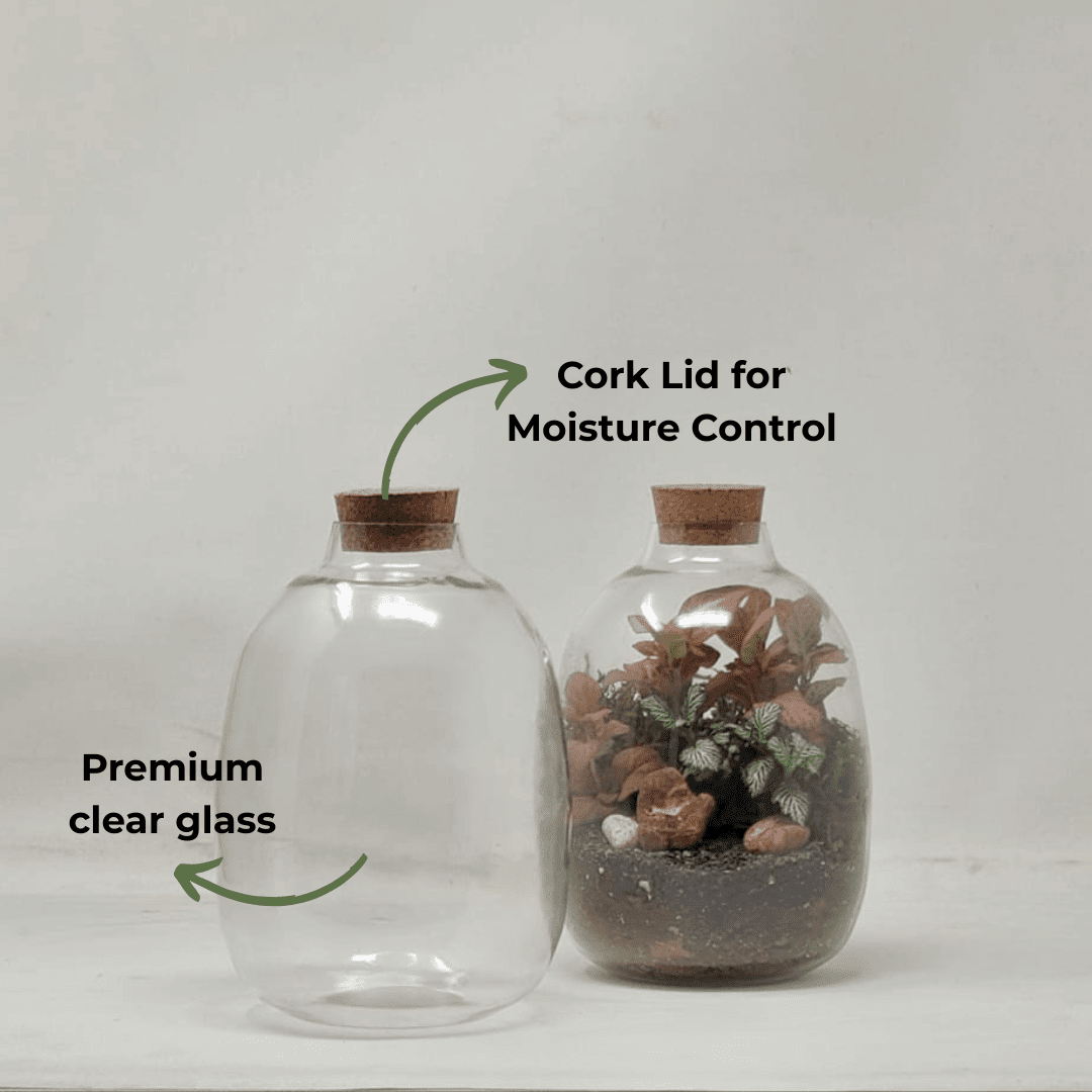 7" Oakley Closed Terrarium Glass Jar - Image 3