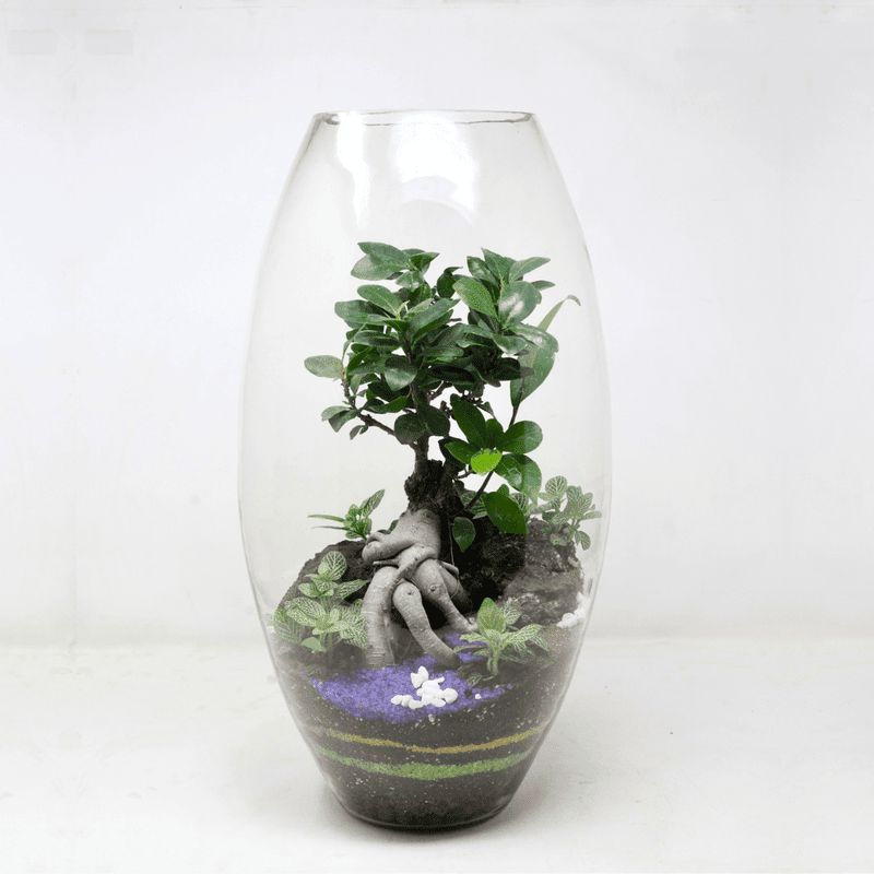 19" Dome Closed Terrarium