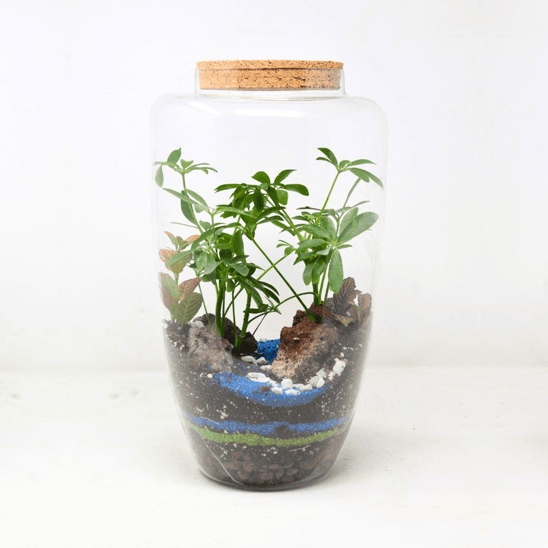 14" Arcadia Closed Terrarium