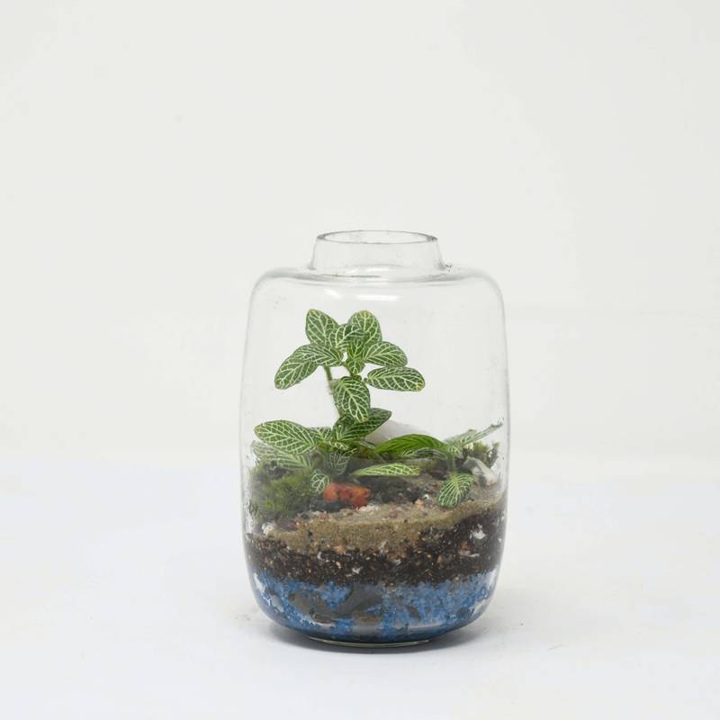 4.5" Amazonia Closed Terrarium