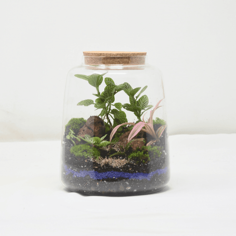 6" Mason Jar Closed Terrarium