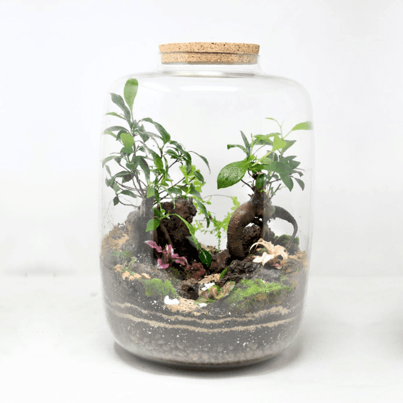 15" Amazonia Closed Terrarium