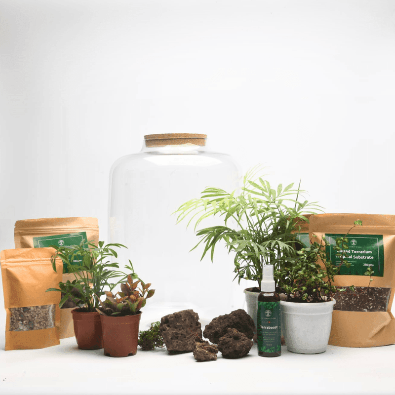 DIY Closed Terrarium Kit with 15" Amazonia Glass Jar