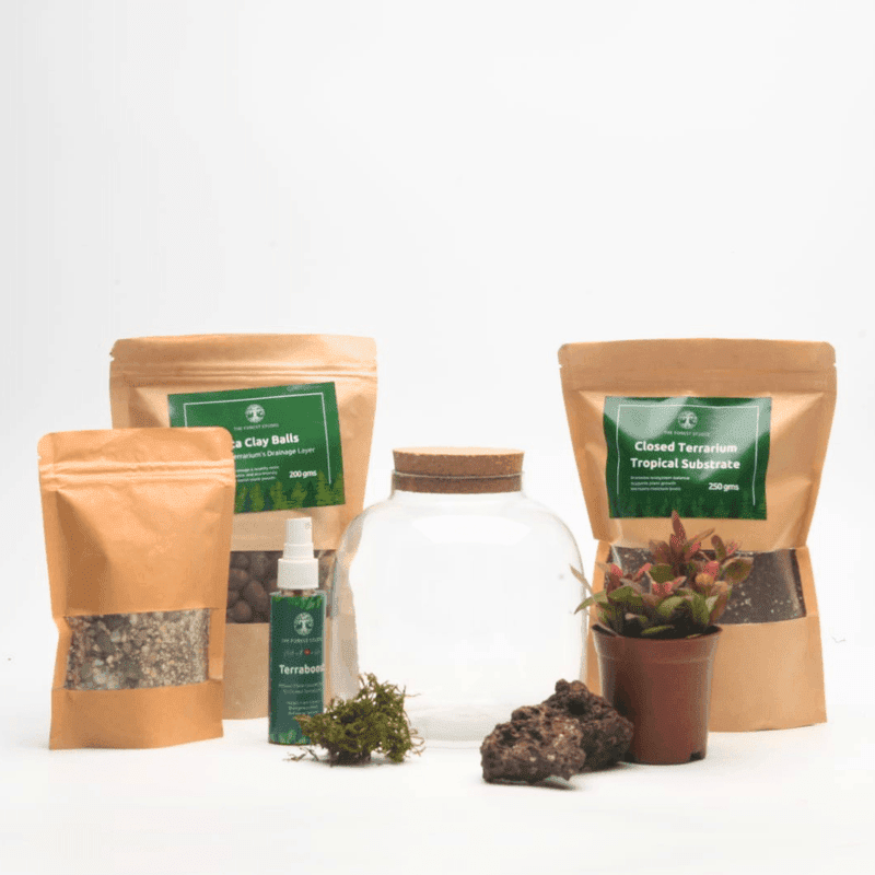 DIY Closed Terrarium Kit with 6" Amazonia Glass Jar