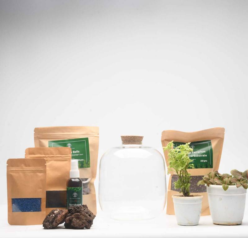 DIY Closed Terrarium Kit with 7" Amazonia Glass Jar
