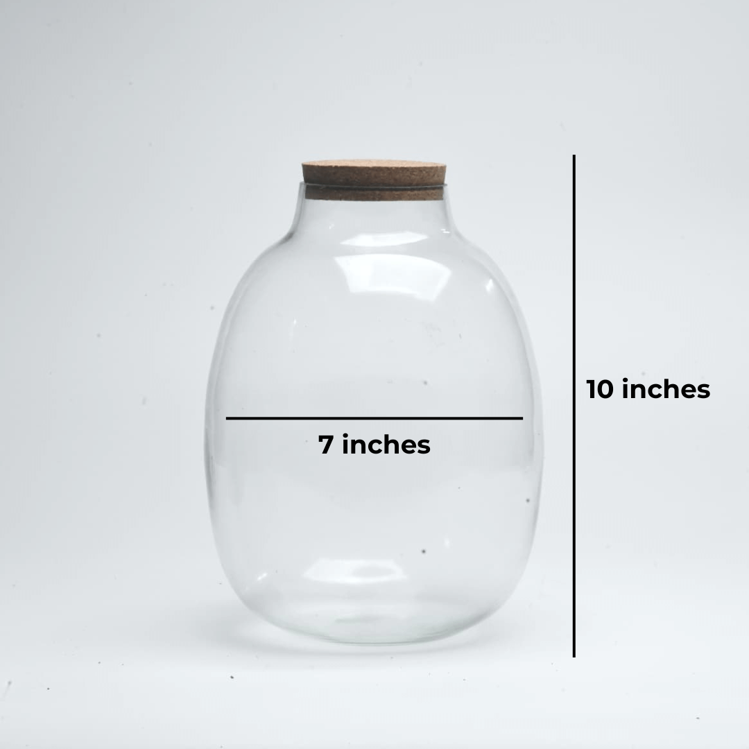 10" Oakley Closed Terrarium Glass Jar - Image 2