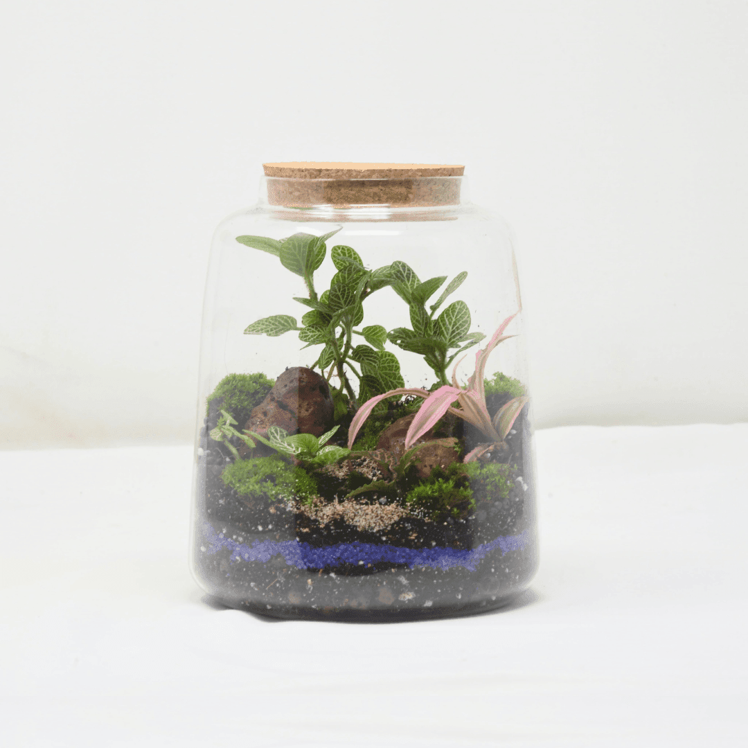 6" Mason Jar Closed Terrarium