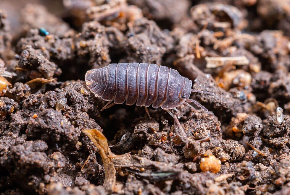 Isopods for Closed Terrariums – 10 Qty - Image 5