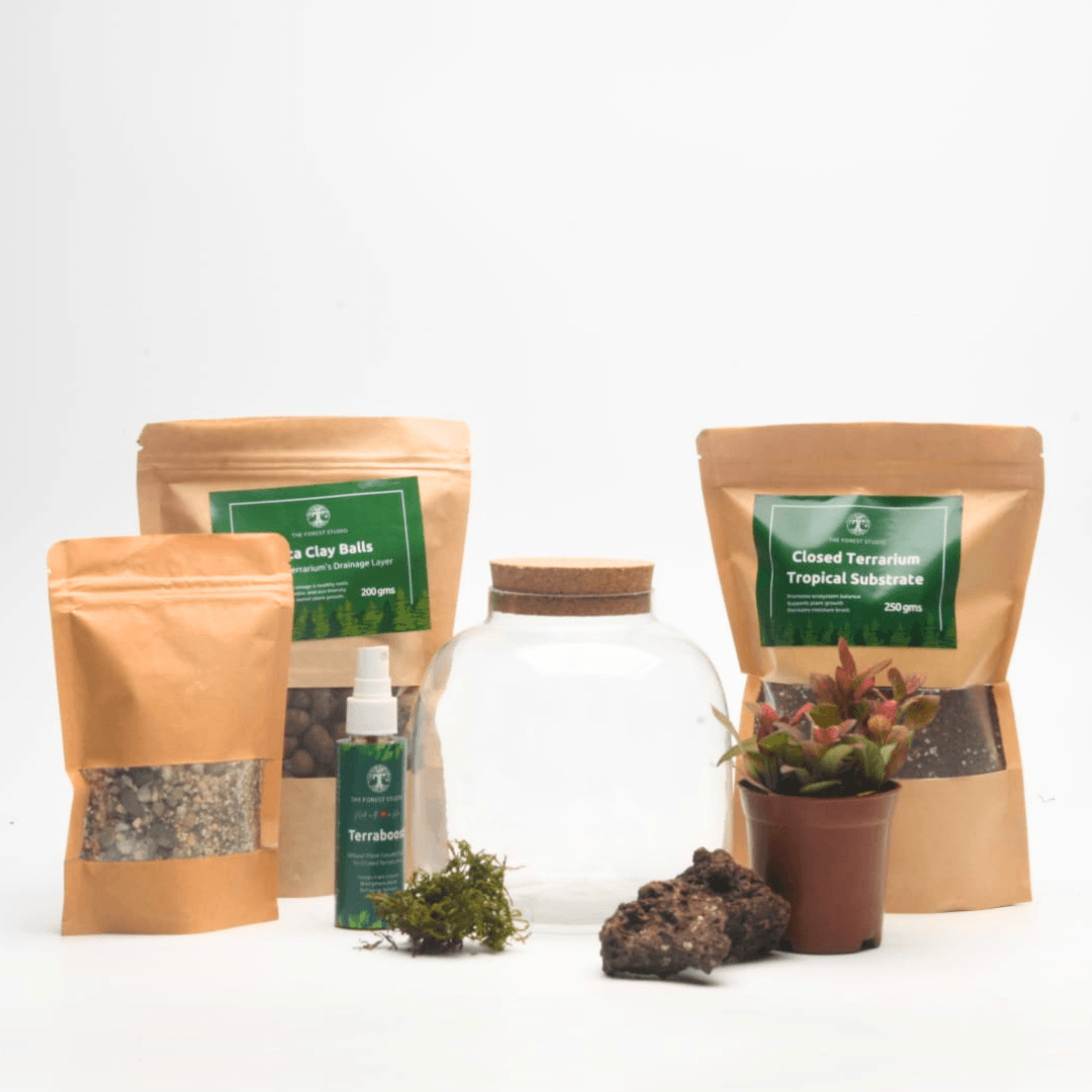 DIY Closed Terrarium Kit with 6" Amazonia Glass Jar