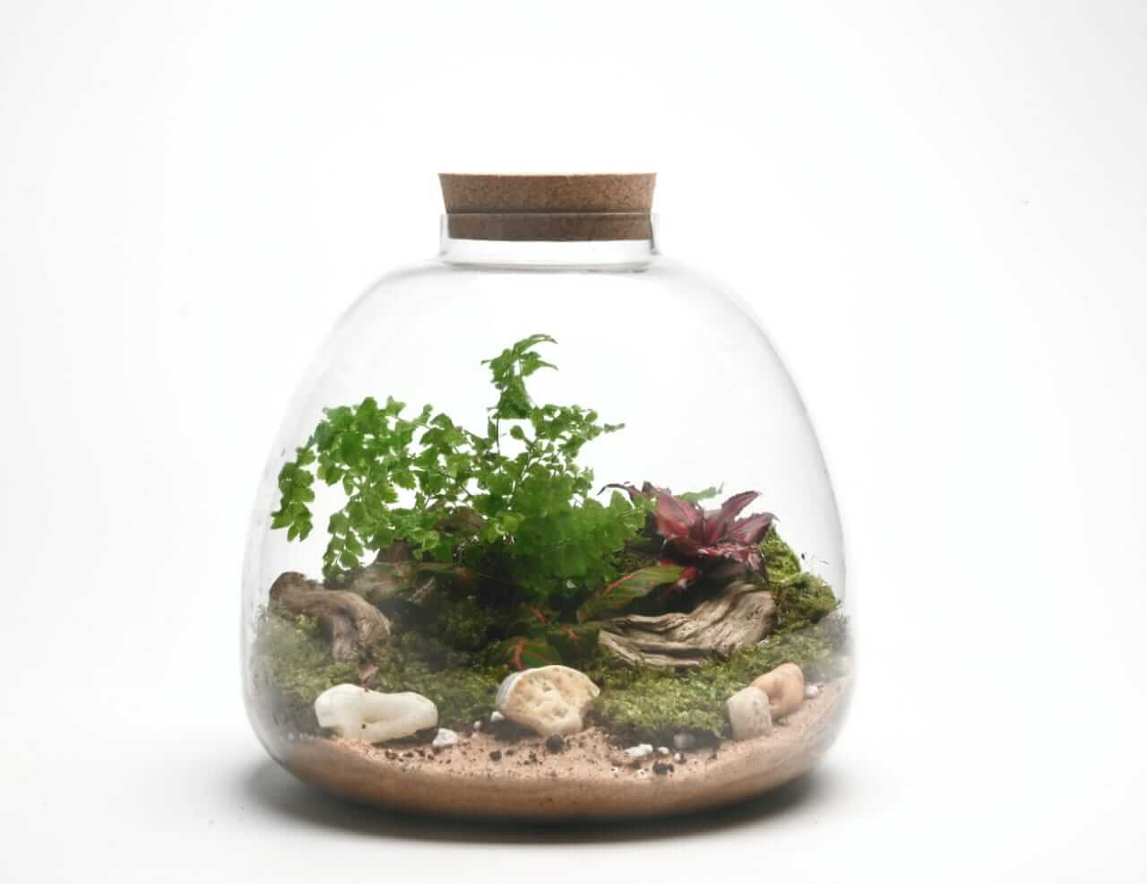 10" Terrabloom Closed Terrarium