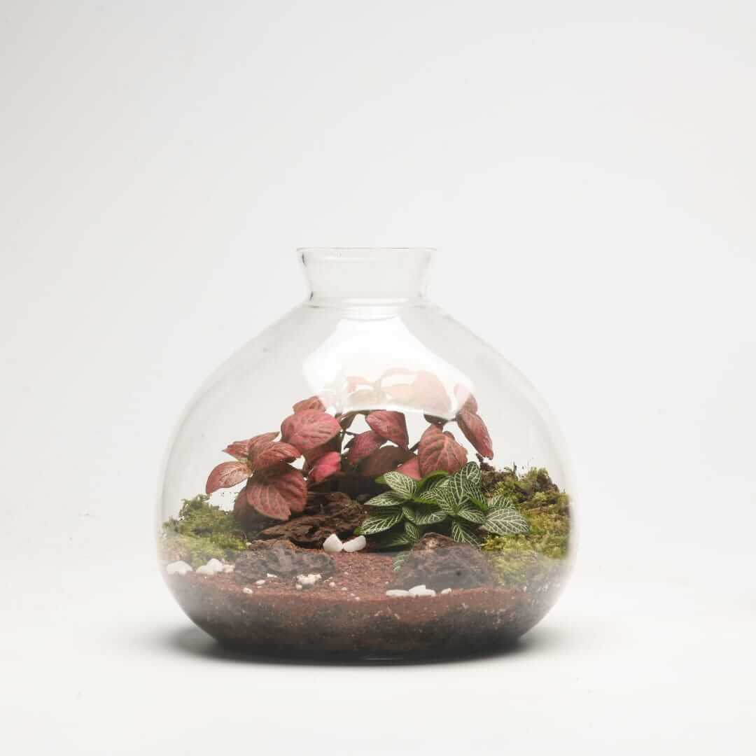 7" Terrabloom Closed Terrarium