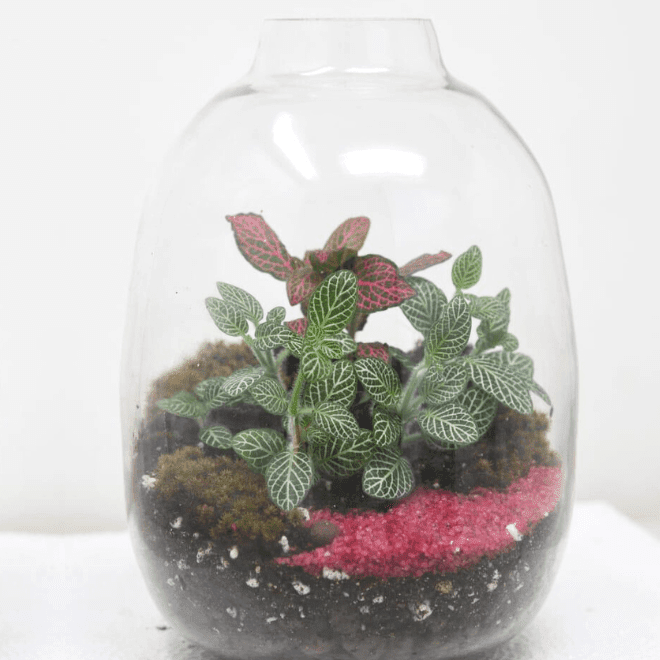 7" Oakley Closed Terrarium