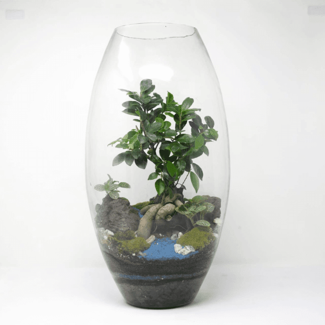 19" Dome Closed Terrarium