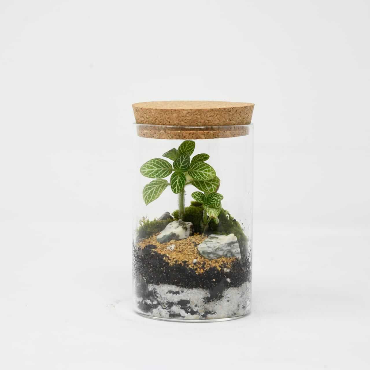 4" Mini Closed Terrarium