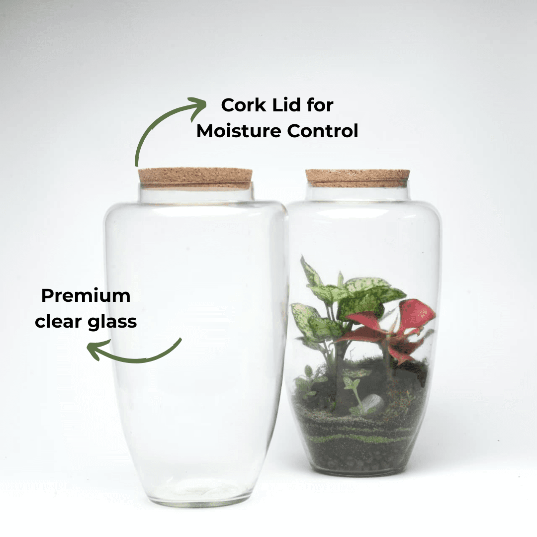 14" Arcadia Closed Terrarium Glass Jar - Image 3