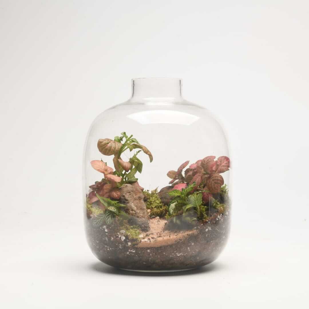 7" Amazonia Closed Terrarium
