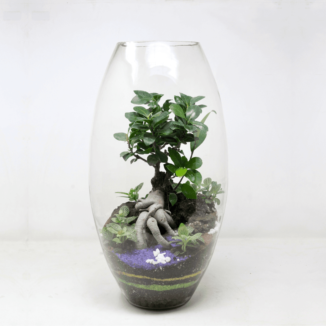 19" Dome Closed Terrarium