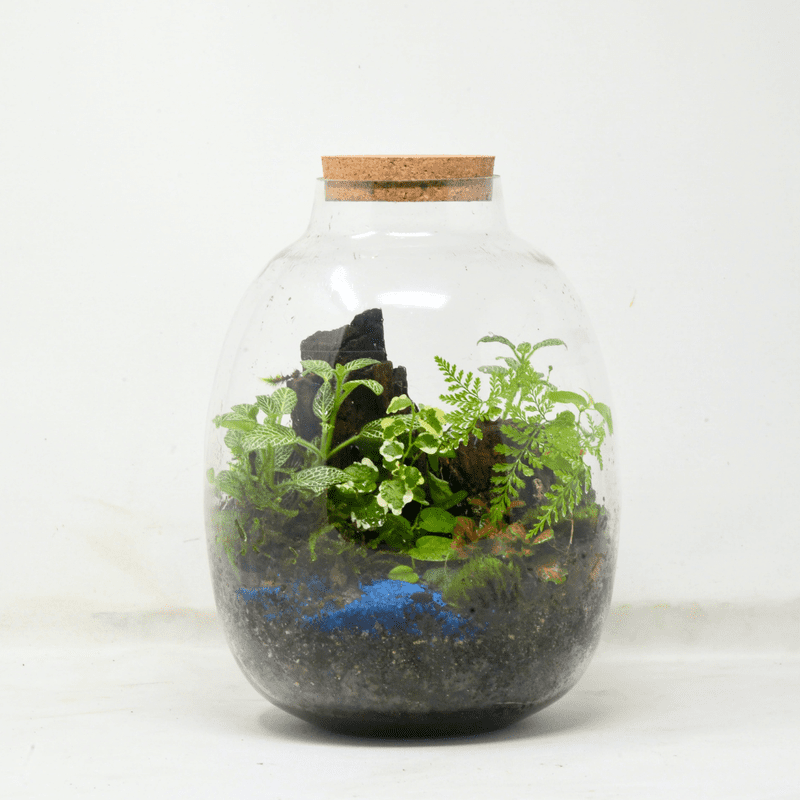 10" Oakley Closed Terrarium