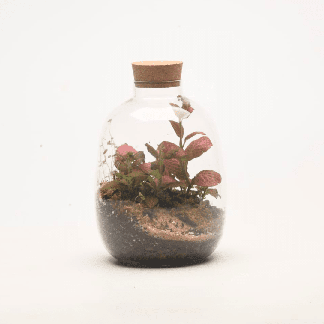 7" Oakley Closed Terrarium