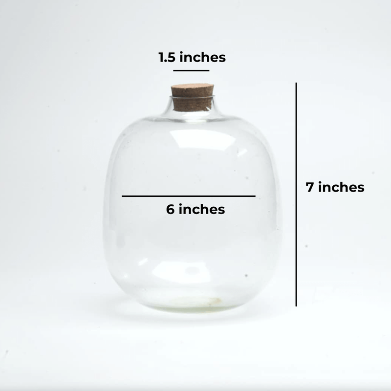 7" Amazonia Closed Terrarium Glass Jar - Image 2