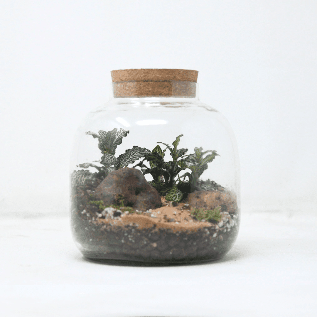 6" Amazonia Closed Terrarium